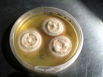 <i>Pseudogymnoascus destructans</i>