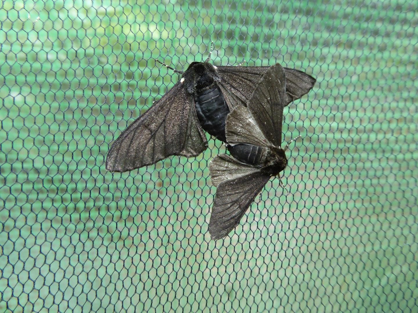 jumping-gene-took-peppered-moths-to-the-dar-eurekalert