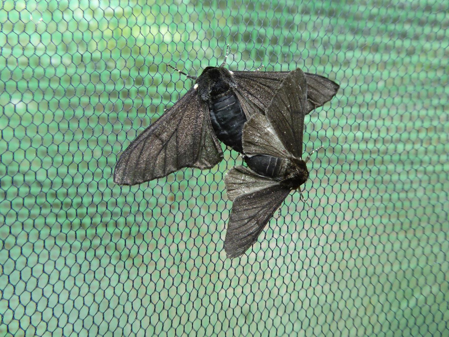 Melanic Peppered Moth