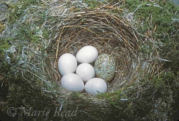 Cowbird Egg