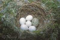 Cowbird Egg