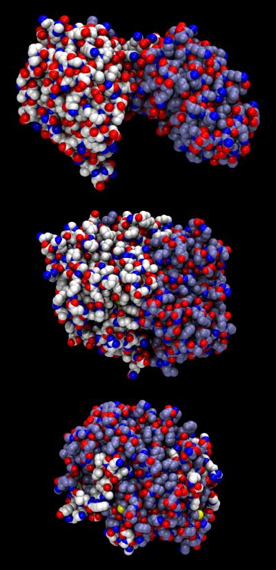 PGK Structures Observed in Computer Simulations
