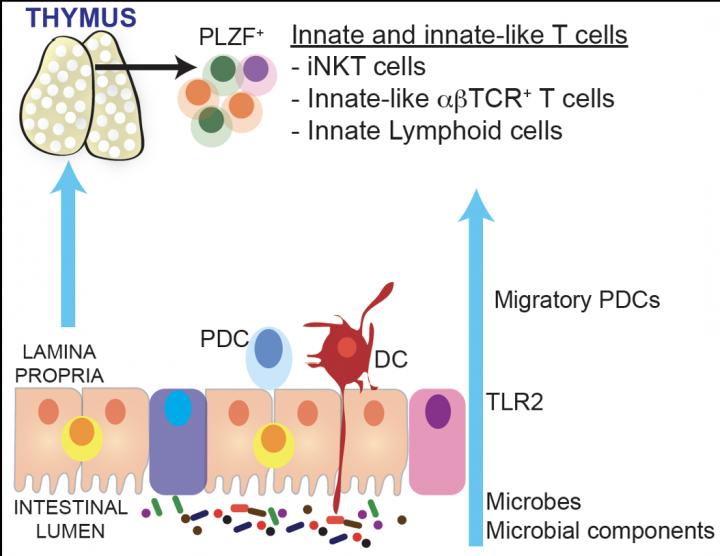 Early Life Entero-Thymic Communication