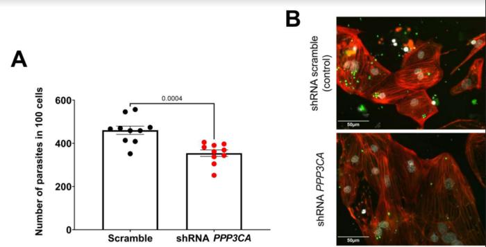 La reducción de los niveles de PPP3CA inhibió significativamente la infección por T. cruzi en iPS-CM.
