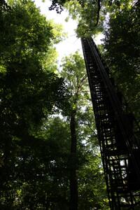 Tall trees reaching into sky with tall, narrow tower