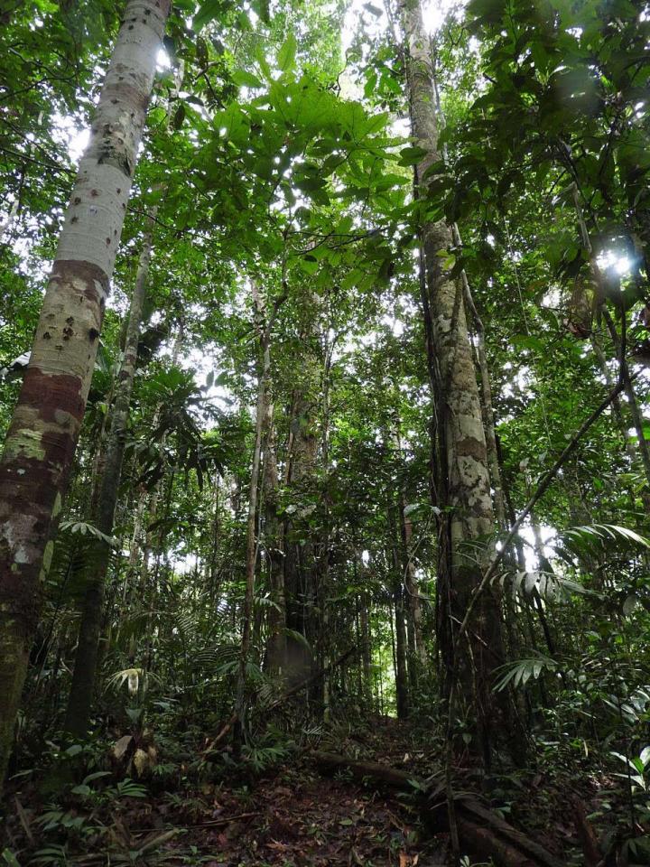 Interior view of the Amazon Basin forests