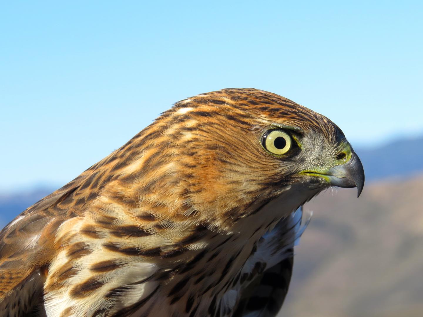 Sharp-Shinned Hawk