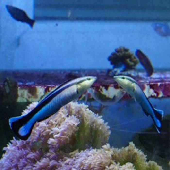 The bluestreak cleaner wrasse Labroides dimidiatus sees its image in a mirror