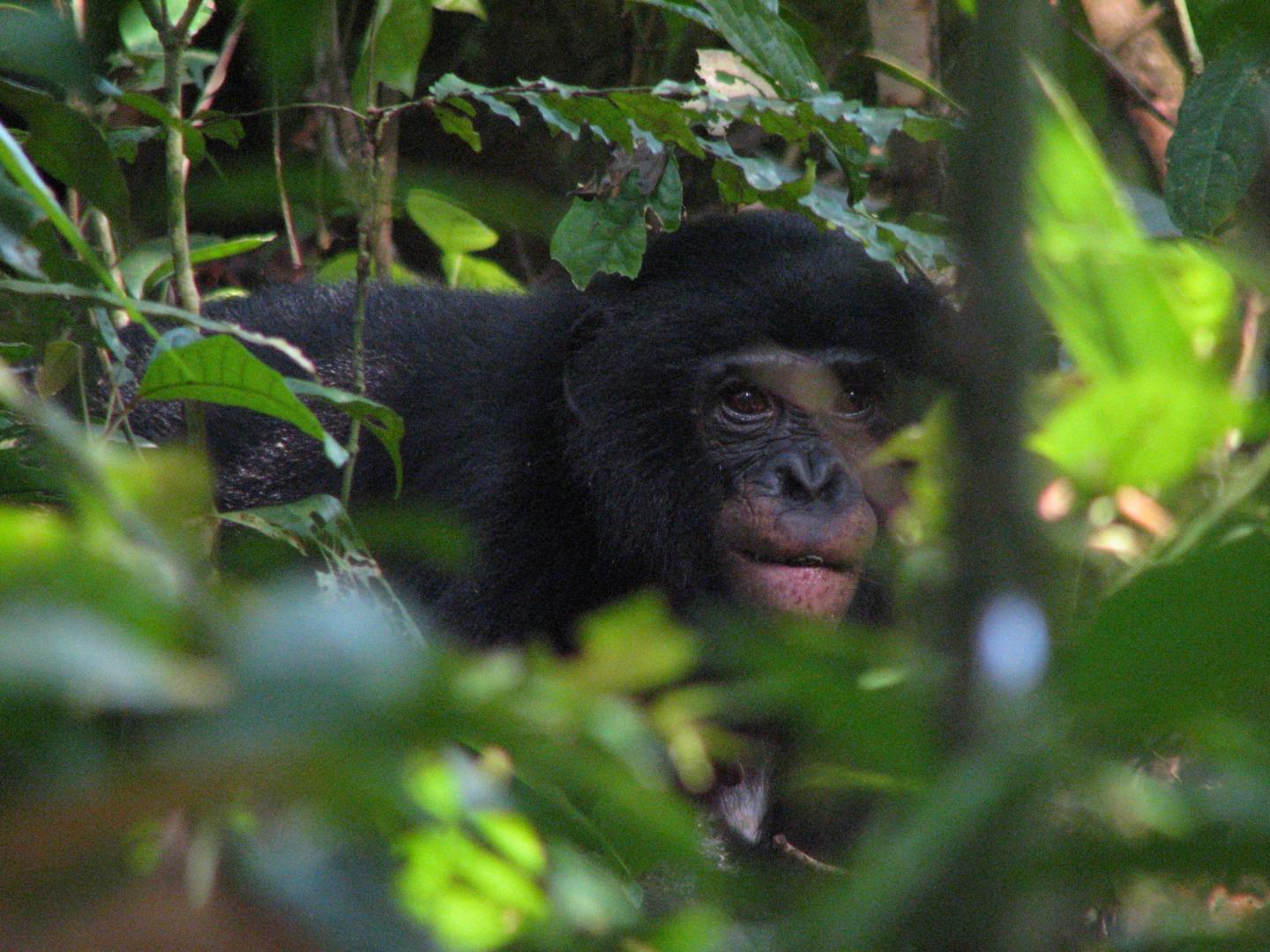 Bonobo Eating Seed