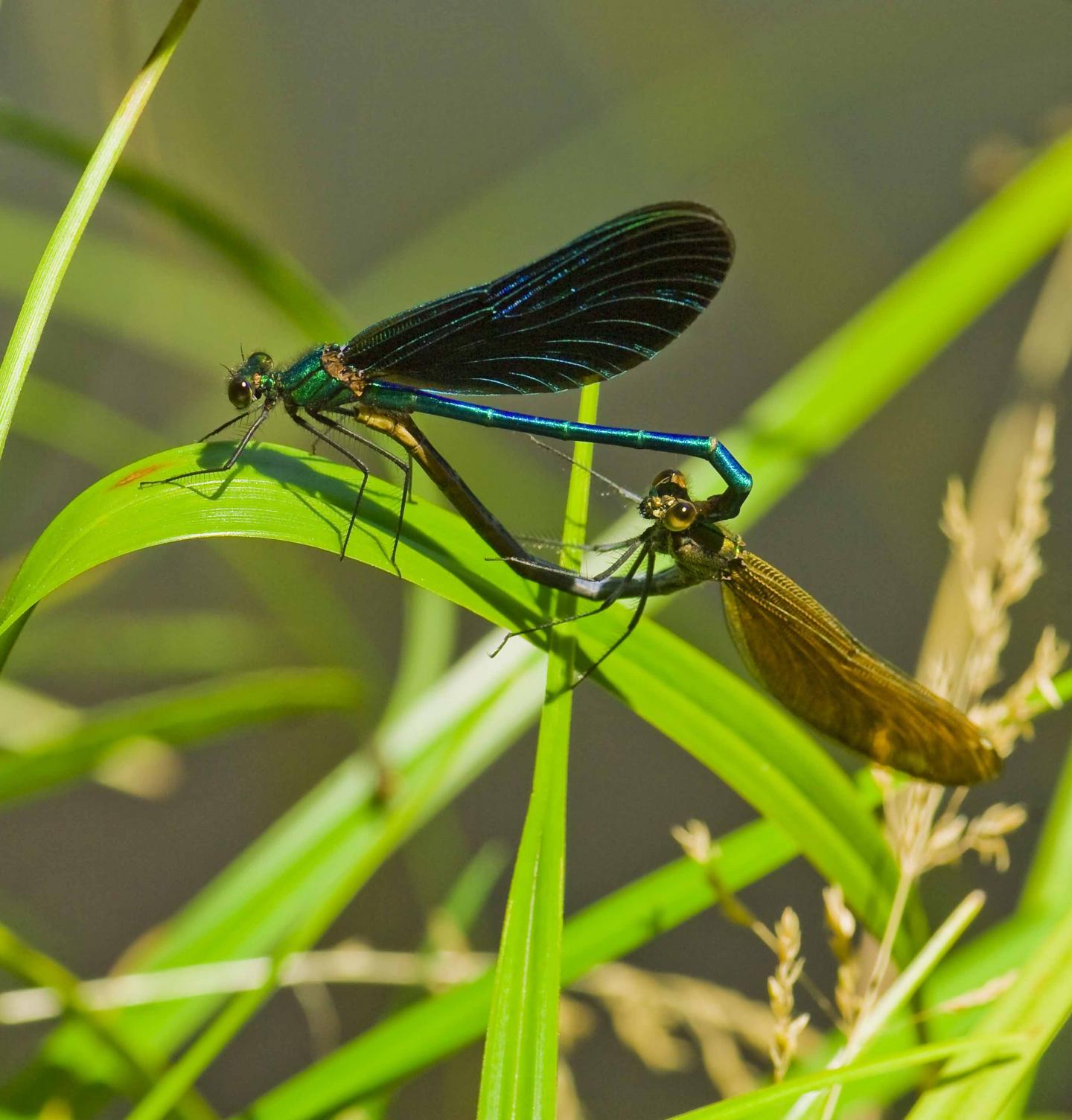 <em>Calopteryx virgo</em> Mating