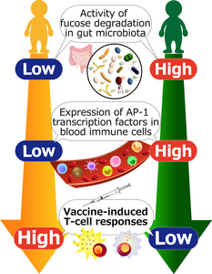 Fucose digestion by gut bacteria lowers T-cell immune response