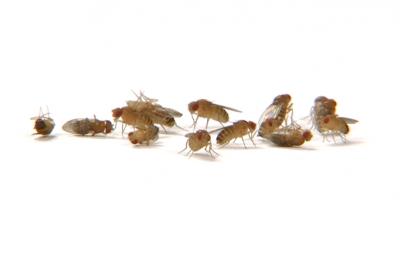 Chill Coma Recovery in Fruit Flies