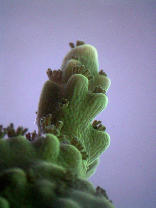 An Acropora yongei coral at 40x magnification