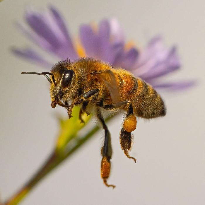 “Insects rule the world,” says Figueroa—and they can be identified by their distinctive sounds.