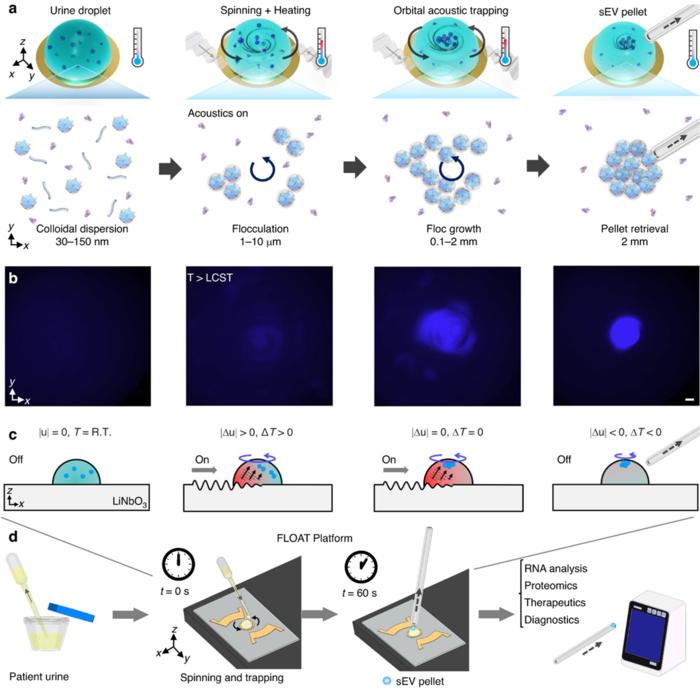 Mechanism of FLocculation via Orbital Acoustic Trapping (FLOAT) method for the rapid isolation and efficient concentration of EVs.