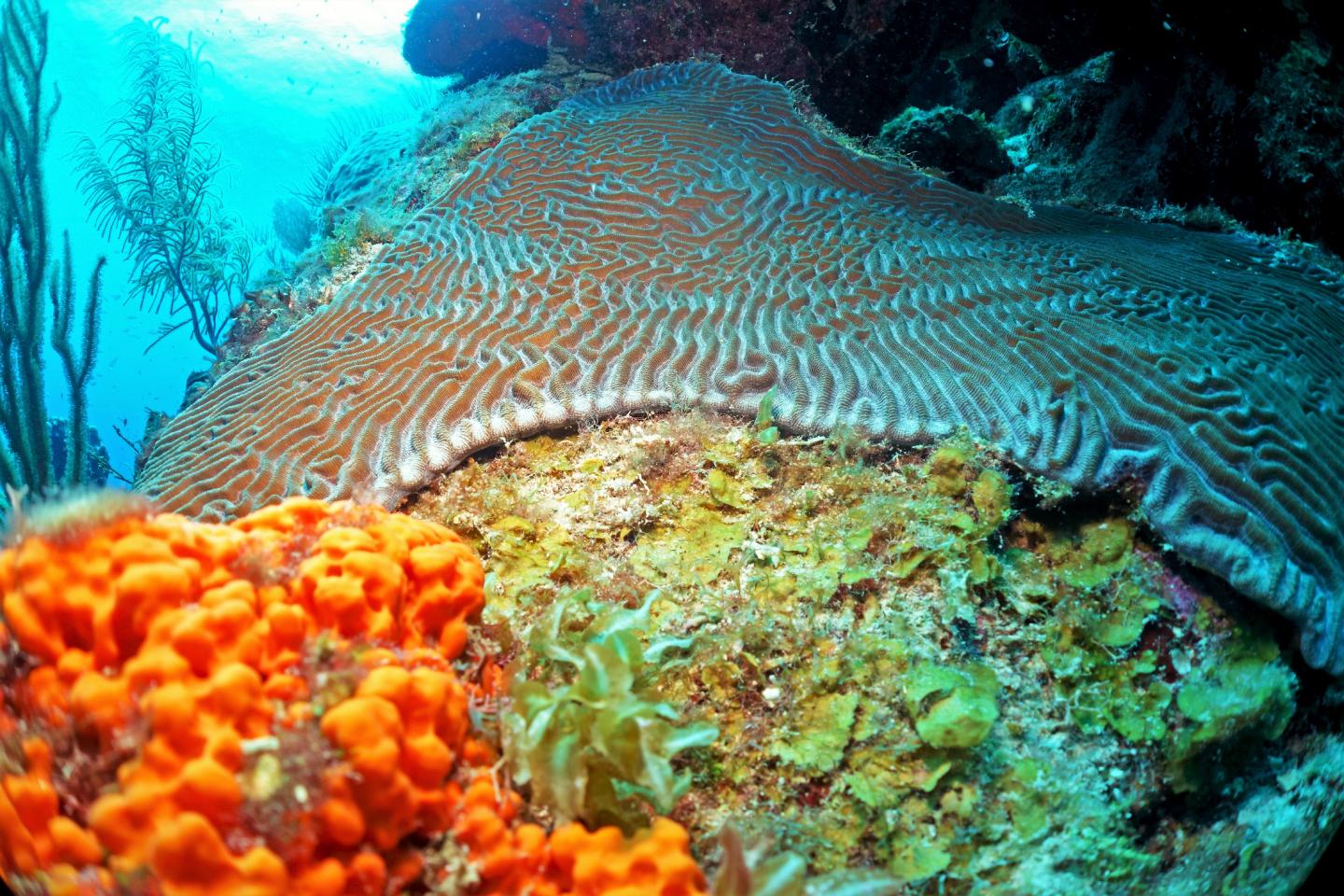 Competition between coral and algae on a reef is mediated