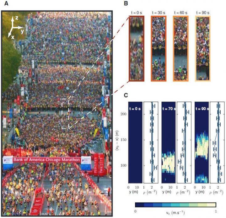 A Model for Describing the Hydrodynamics of Crowds