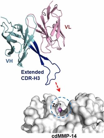 Antibody-MMP Interaction