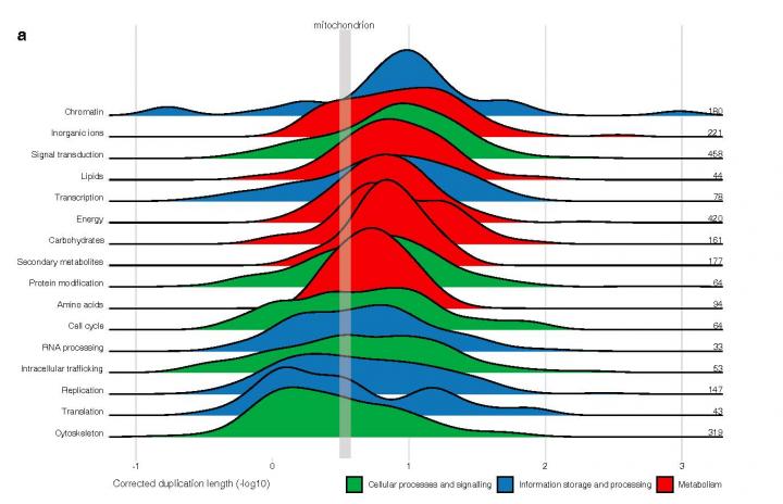 Mitochondrial Acquisition Occurred in a Scenario of Increasing Complexity