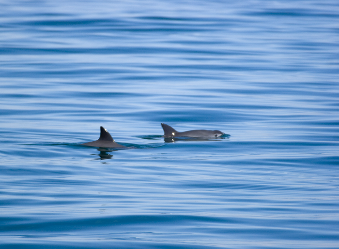 Vaquita porpoises