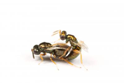 A <i>Nasonia vitripennis</i> Male Wasp Mating with a <i>N. vitripennis</i> Female