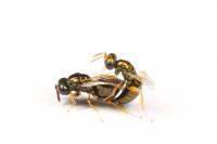 Finding 'Mr. Right,' how insects sniff out th | EurekAlert!