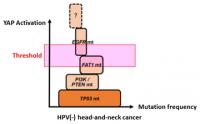 図３．YAP経路による頭頚部癌発症機