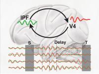 Brain Activity Oscillations