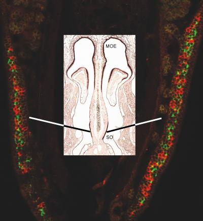 Why We Smell Better When We Sniff