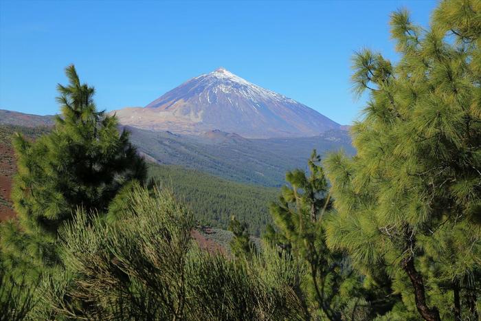 Tenerife's flora has a surprisingly high diversity in terms of forms and functions. In the background: Pico del Teide, Spain's highest mountain at 3715 metres.