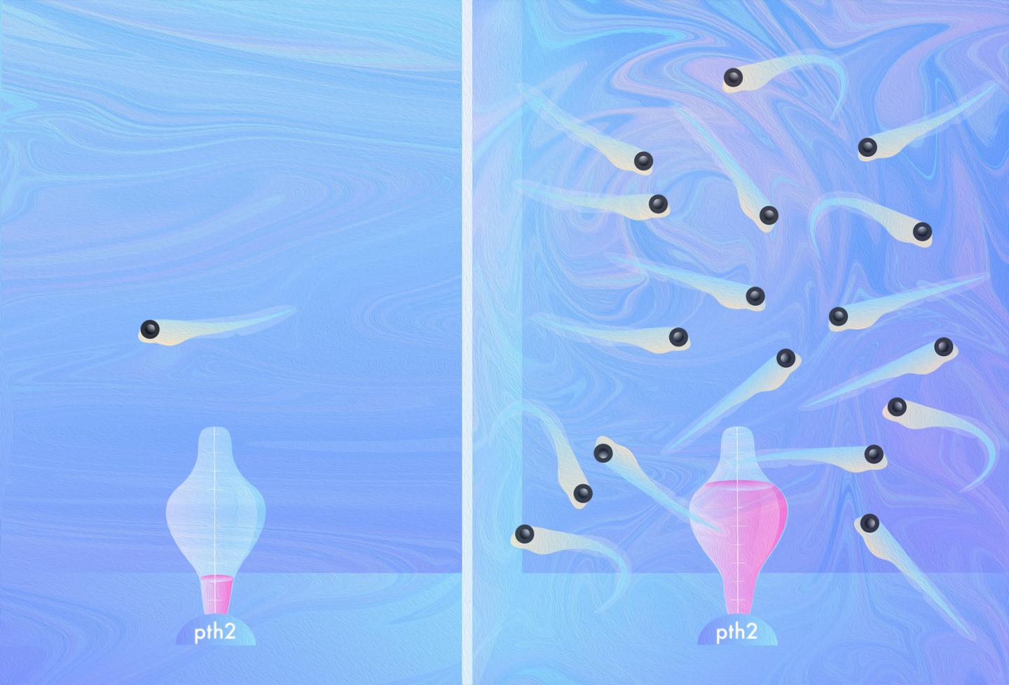 Neuropeptide Pth2 in the zebrafish