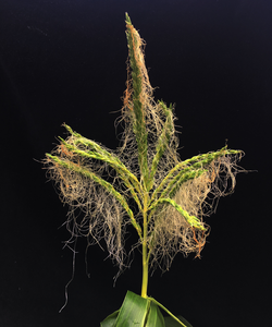 Mutant maize tassels in which programmed cell death has been suppressed.