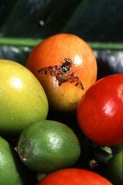 Fruit Flies Under Control