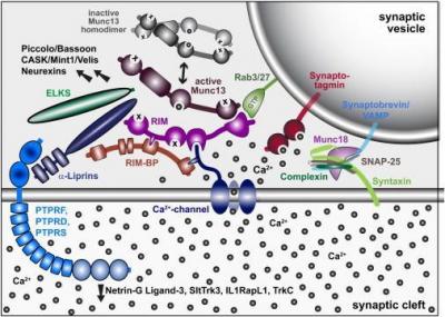 Molecular Model of the Active Zone Protein Complex