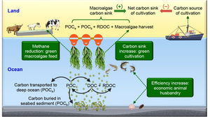 Net carbon sink assessment of Gracilaria cultivation in China and the carbon sink increase and methane reduction model