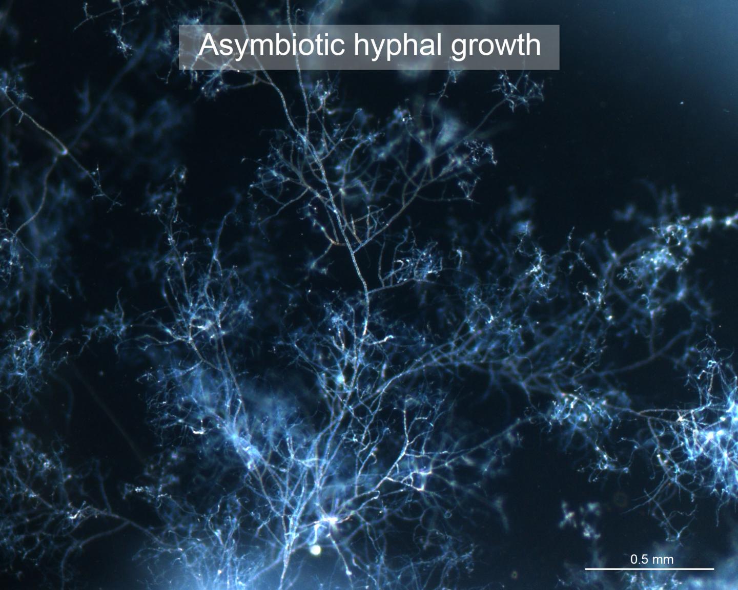 Asymbiotic Hyphal Growth