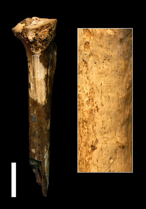 View of the hominin tibia and magnified area that shows cut marks.