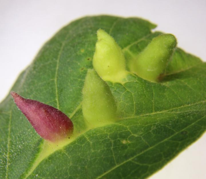 Galls on Witch Hazel