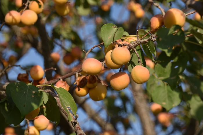 Bukharan Apricots