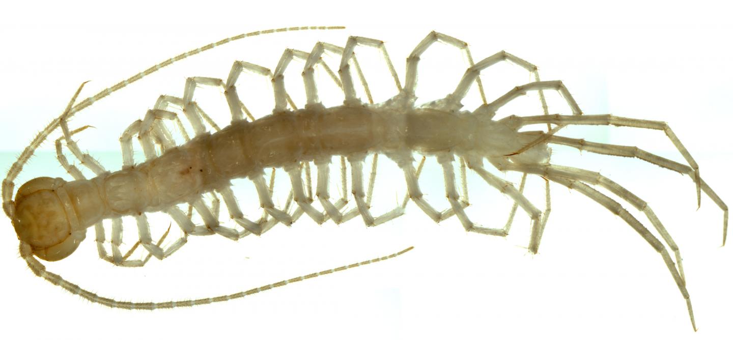 Holotype, <i>Australobius tracheoperspicuus sp. n.</i>