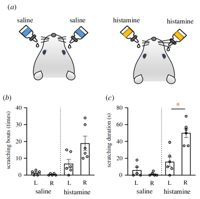 Scratching behaviour evoked by bilateral instillation of histamineinto the conjunctival sacs of the eyes in rats.