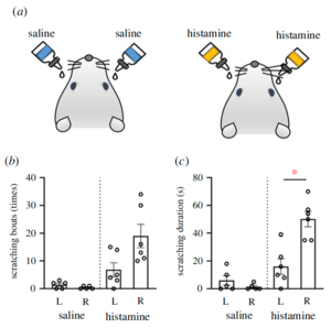 Scratching behaviour evoked by bilateral instillation of histamineinto the conjunctival sacs of the eyes in rats.