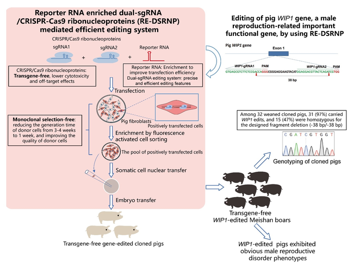 RE-DSRNP mediated efficient editing system and its application in generation of WIP1 gene-edited male reproductive disorder pig model