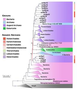 Family tree of viperins