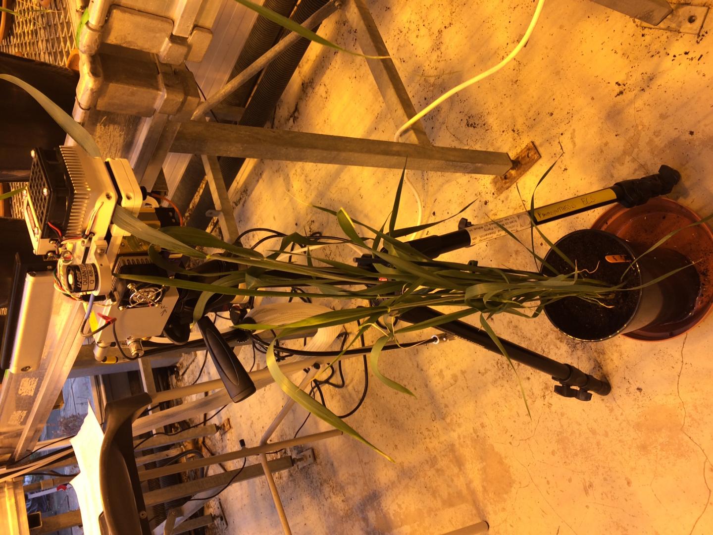 Leaf Chamber Experiment