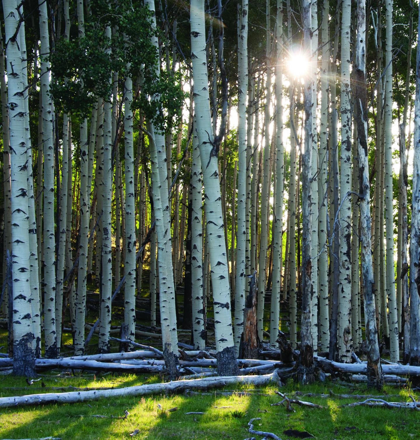 Aspen Grove