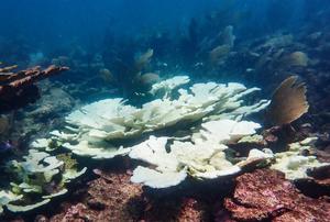 Bleached elkhorn corals, Mexico