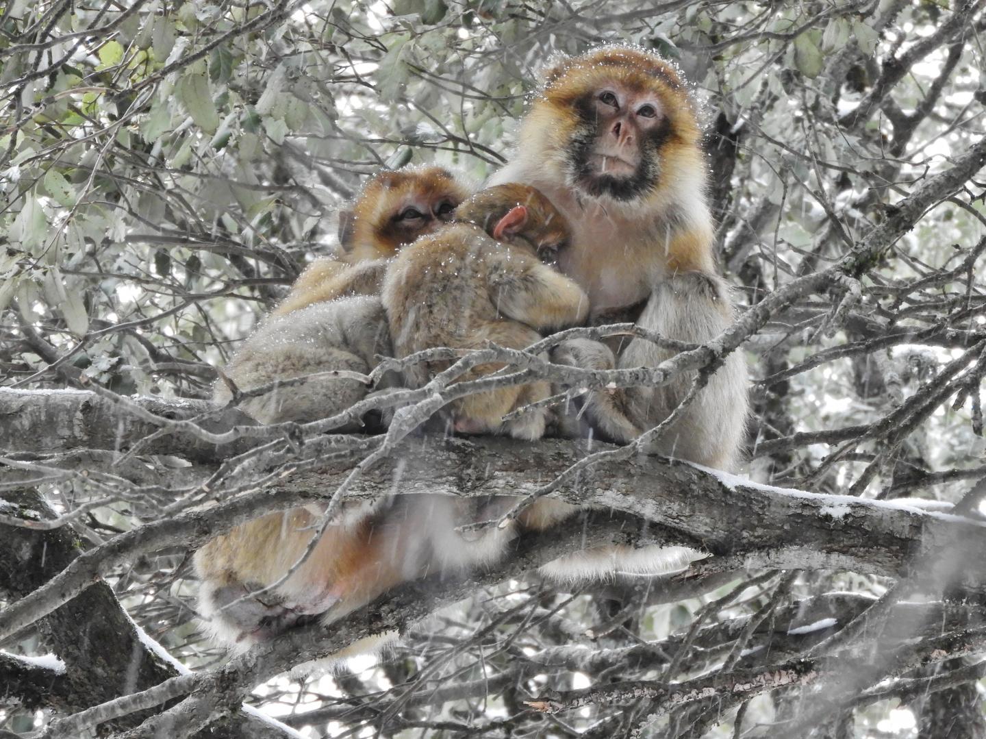 Huddling for Survival: Wild Barbary Macaques in Morocco
