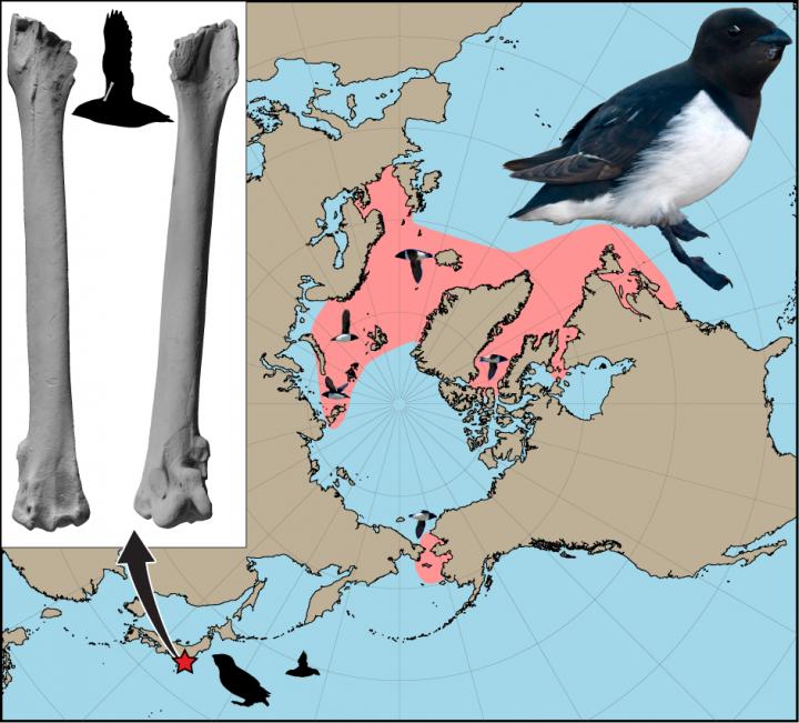 Distribution of the Modern Dovekie