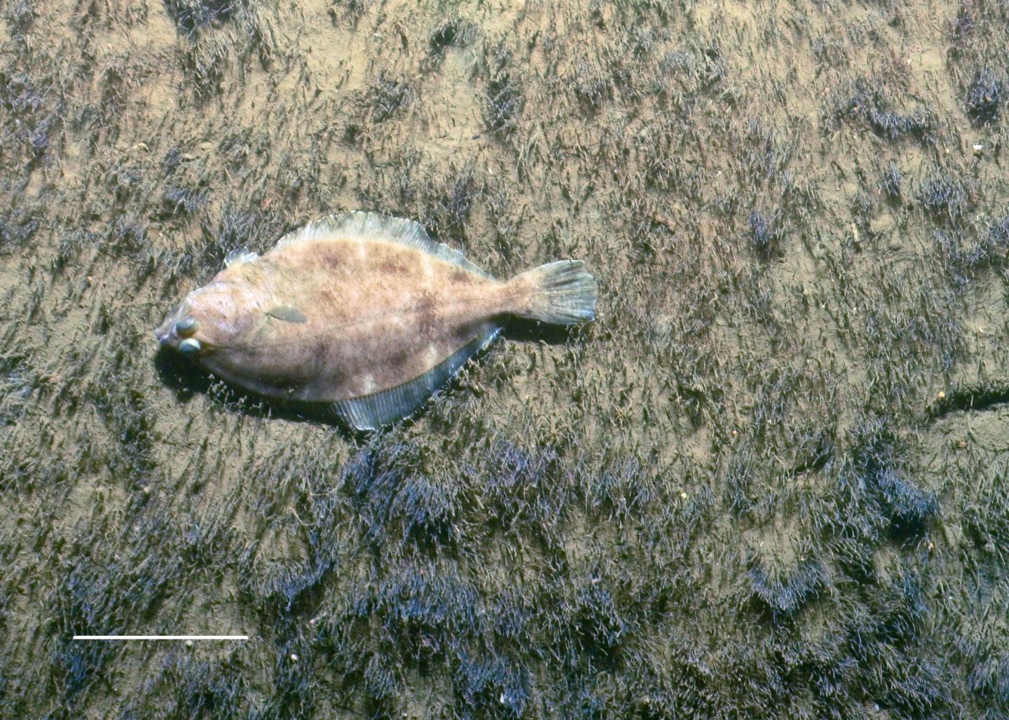 Plaice in the Field of Worms